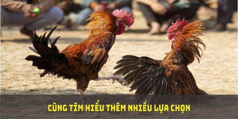 Cùng tìm hiểu thêm nhiều lựa chọn về đá gà Campuchia để tăng cơ hội chiến thắng