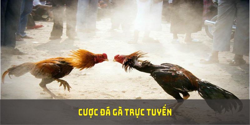 Cược đá gà trực tuyến mang đến trải nghiệm thuận tiện