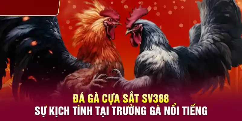 Bộ môn đá gà cựa sắt tại SV388 sở hữu nhiều ưu điểm 