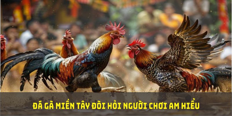 Đá gà miền Tây đòi hỏi sự chuẩn bị kỹ lưỡng về mặt chiến thuật