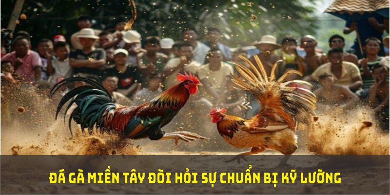 Đá gà miền Tây đòi hỏi người chơi am hiểu tường tận về giống