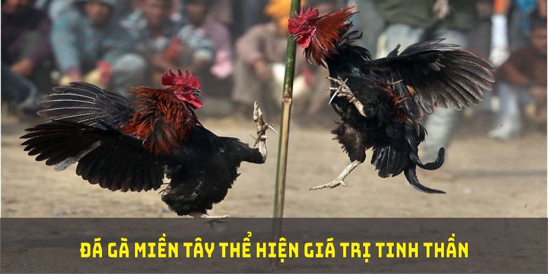 Đá gà miền Tây thể hiện giá trị tinh thần đặc biệt tại SV388