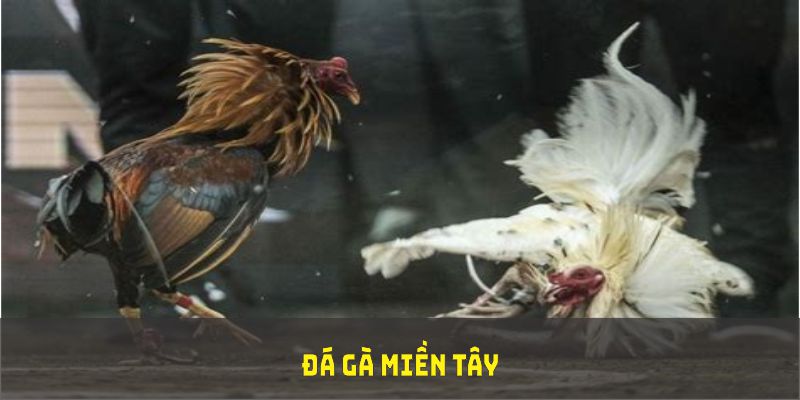 Đá gà miền Tây