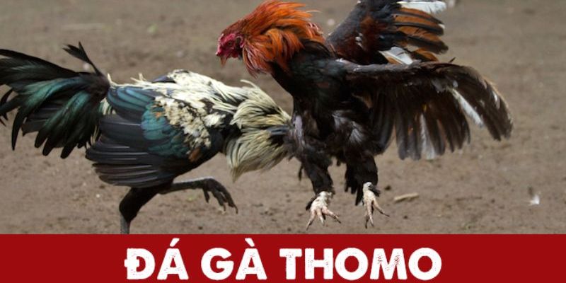 Đá gà Thomo