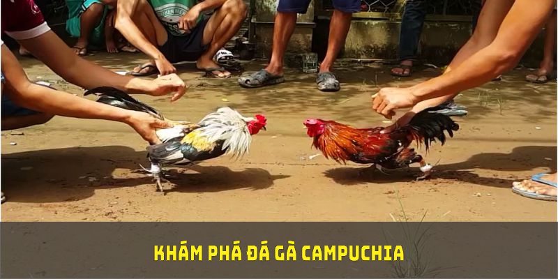 Khám phá đá gà Campuchia cùng tính năng tại sân chơi uy tín