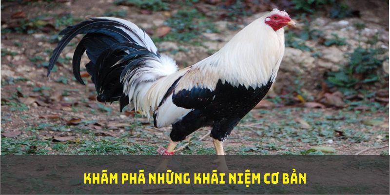 Khám phá những khái niệm cơ bản cùng ý nghĩa thiết yếu của màu mạng đá gà