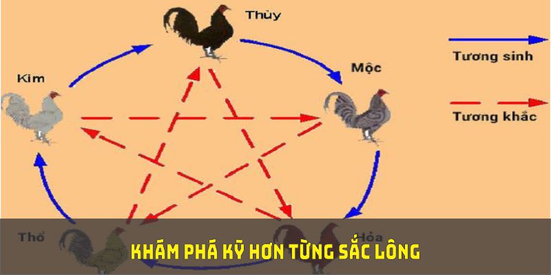 Khám phá kỹ hơn từng sắc lông để chọn màu mạng đá gà chính xác