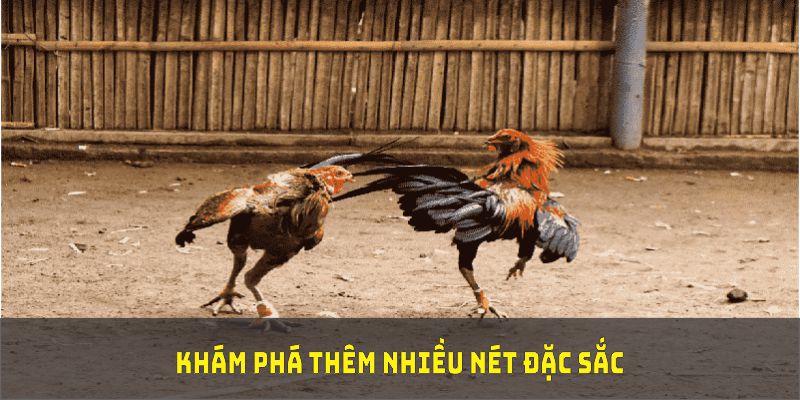 Khám phá thêm nhiều nét đặc sắc về đá gà Campuchia với lợi ích lớn