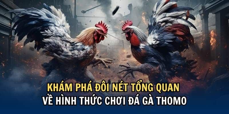 Loại hình đá gà Thomo có gì đặc biệt? 