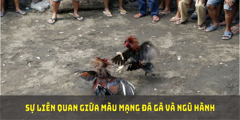 Tìm hiểu sự liên quan giữa màu mạng đá gà và ngũ hành để tối ưu kết quả thi đấu