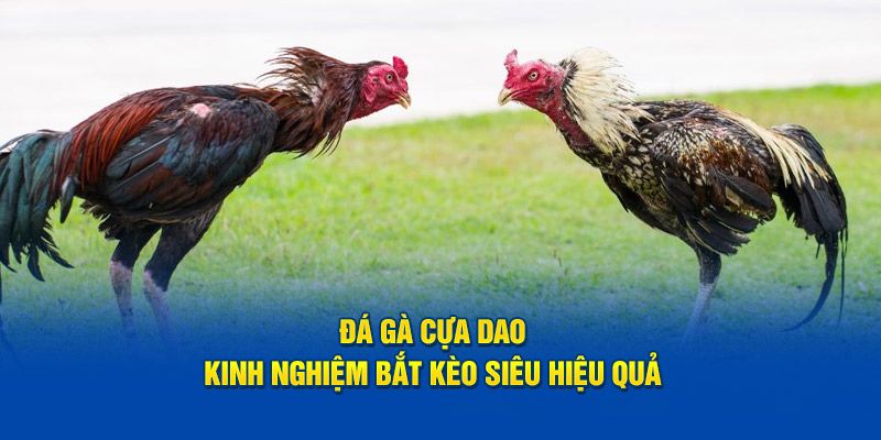 Tips dự đoán kết quả chọi kê cựa dao dễ thắng