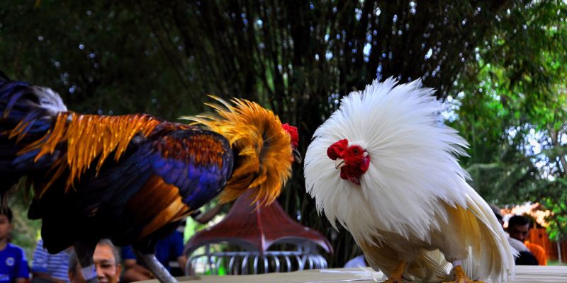 Kinh nghiệm theo dõi Đá gà Thomo hiệu quả