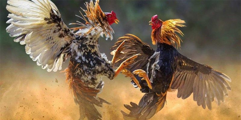 Những yếu tố tạo nên sức hấp dẫn của Đá gà Thomo